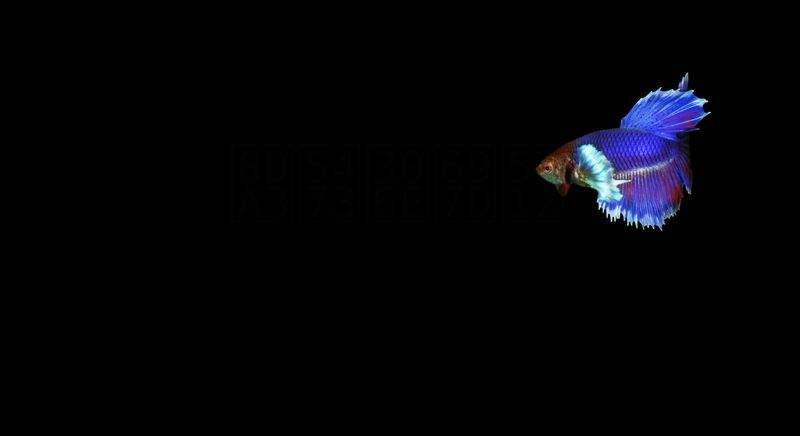 趣味の楽園 - Image 4